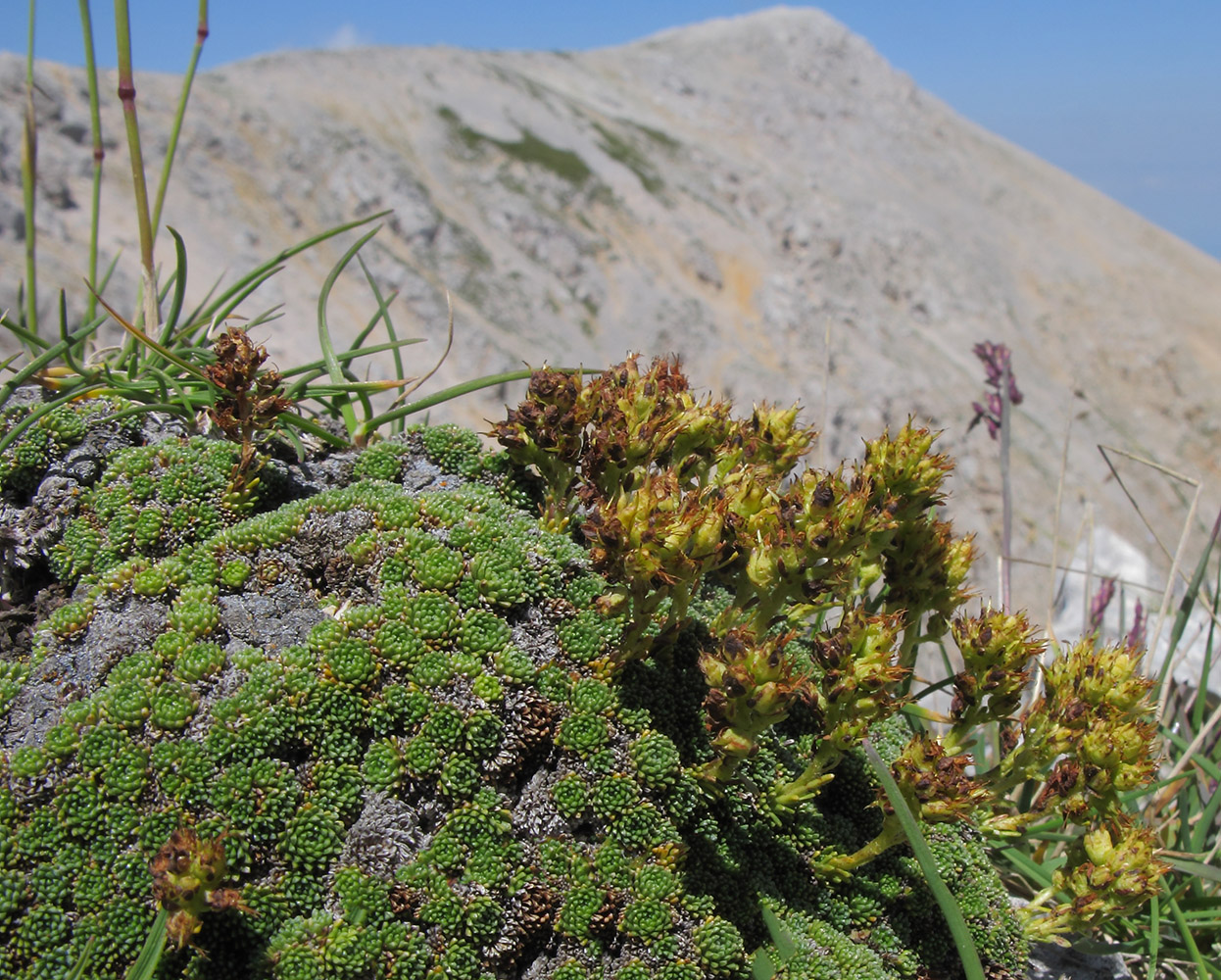 Image of Saxifraga unifoveolata specimen.