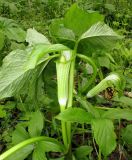 Arisaema robustum