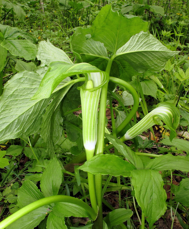 Image of Arisaema robustum specimen.