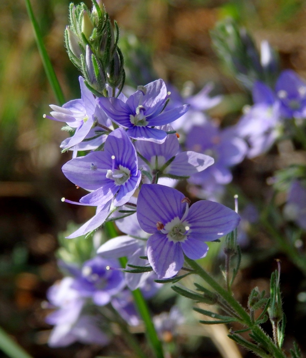 Изображение особи Veronica multifida.