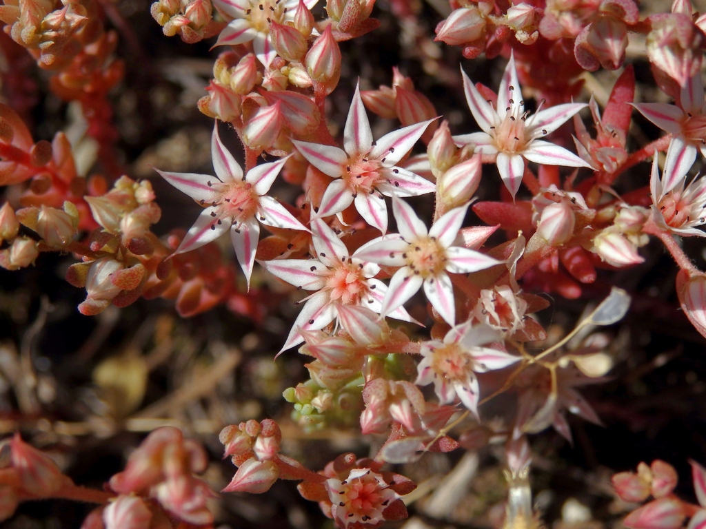 Image of Sedum hispanicum specimen.