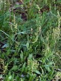 Rumex acetosella