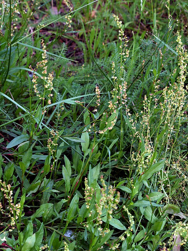 Image of Rumex acetosella specimen.