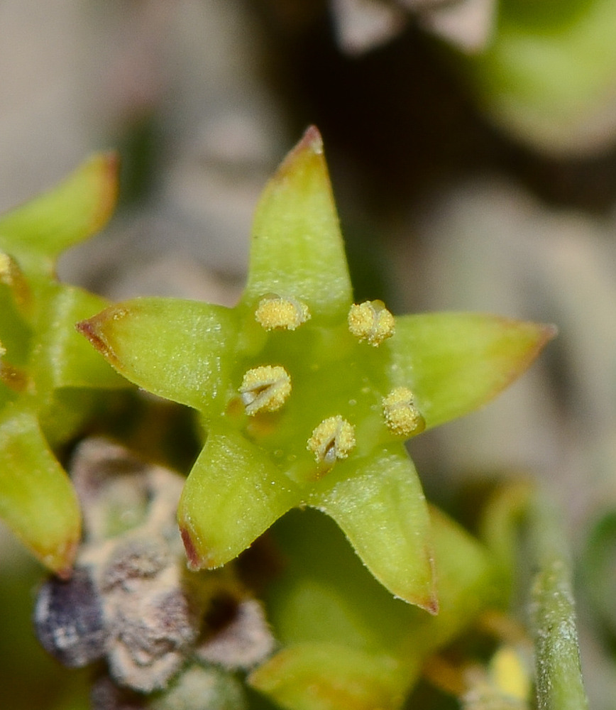 Изображение особи Rhamnus lycioides.