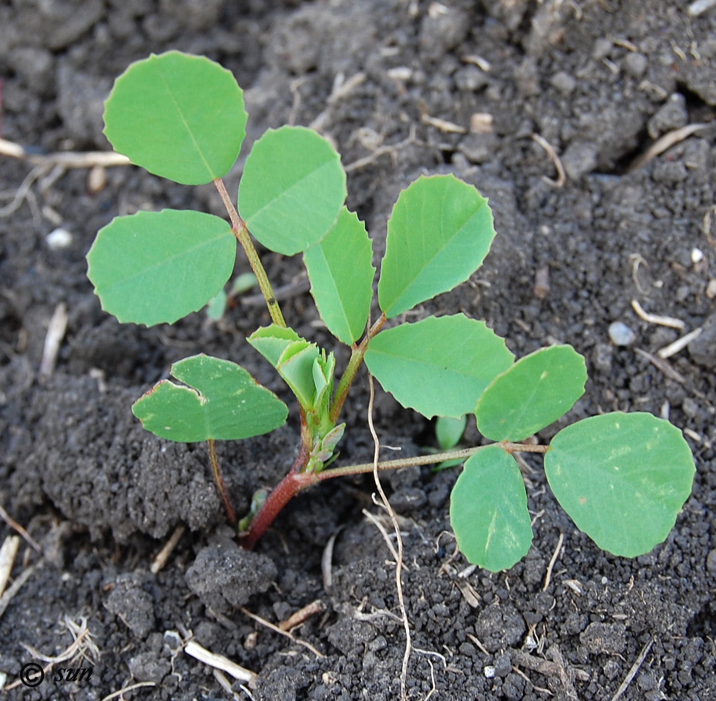 Изображение особи Melilotus albus.