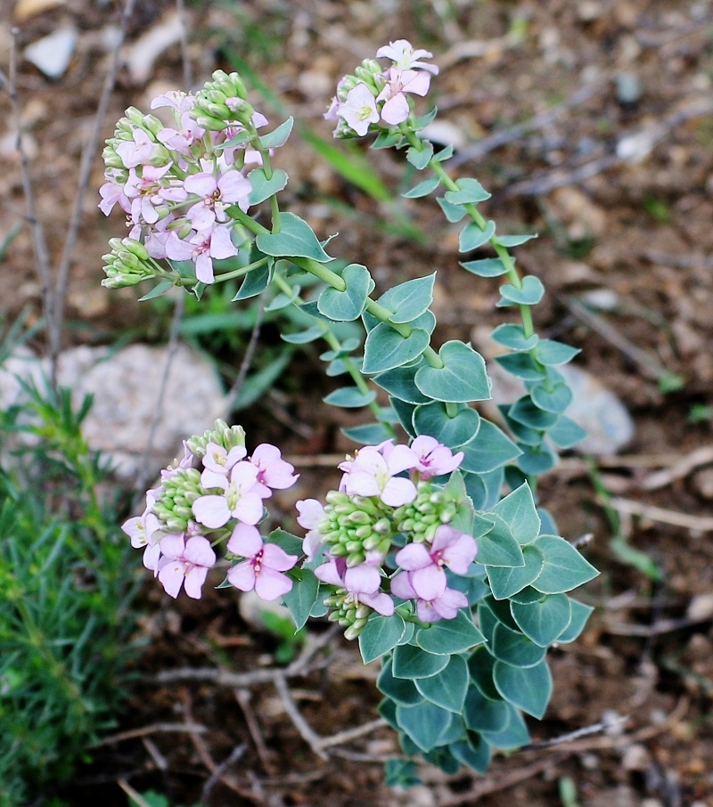 Изображение особи Aethionema cordatum.