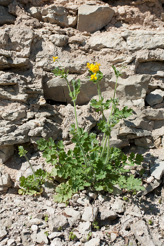 Изображение особи Chelidonium majus.