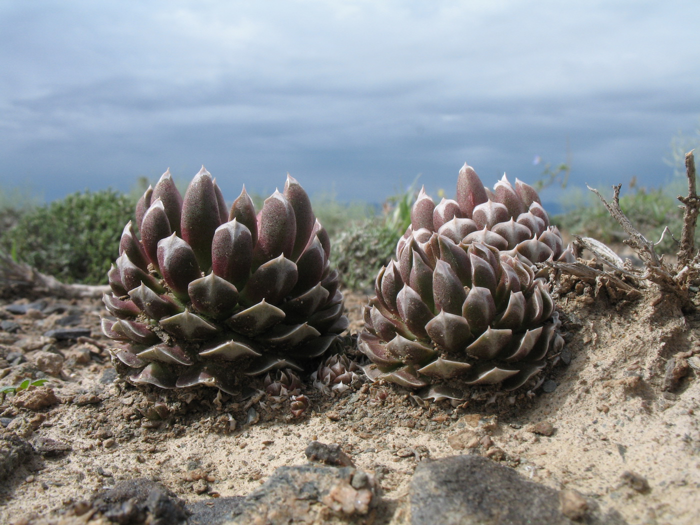 Image of Orostachys thyrsiflora specimen.