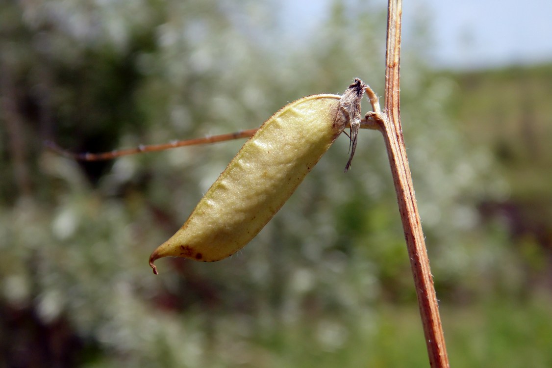 Image of Vicia cracca specimen.