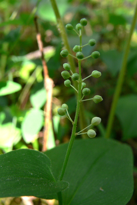 Image of Maianthemum bifolium specimen.