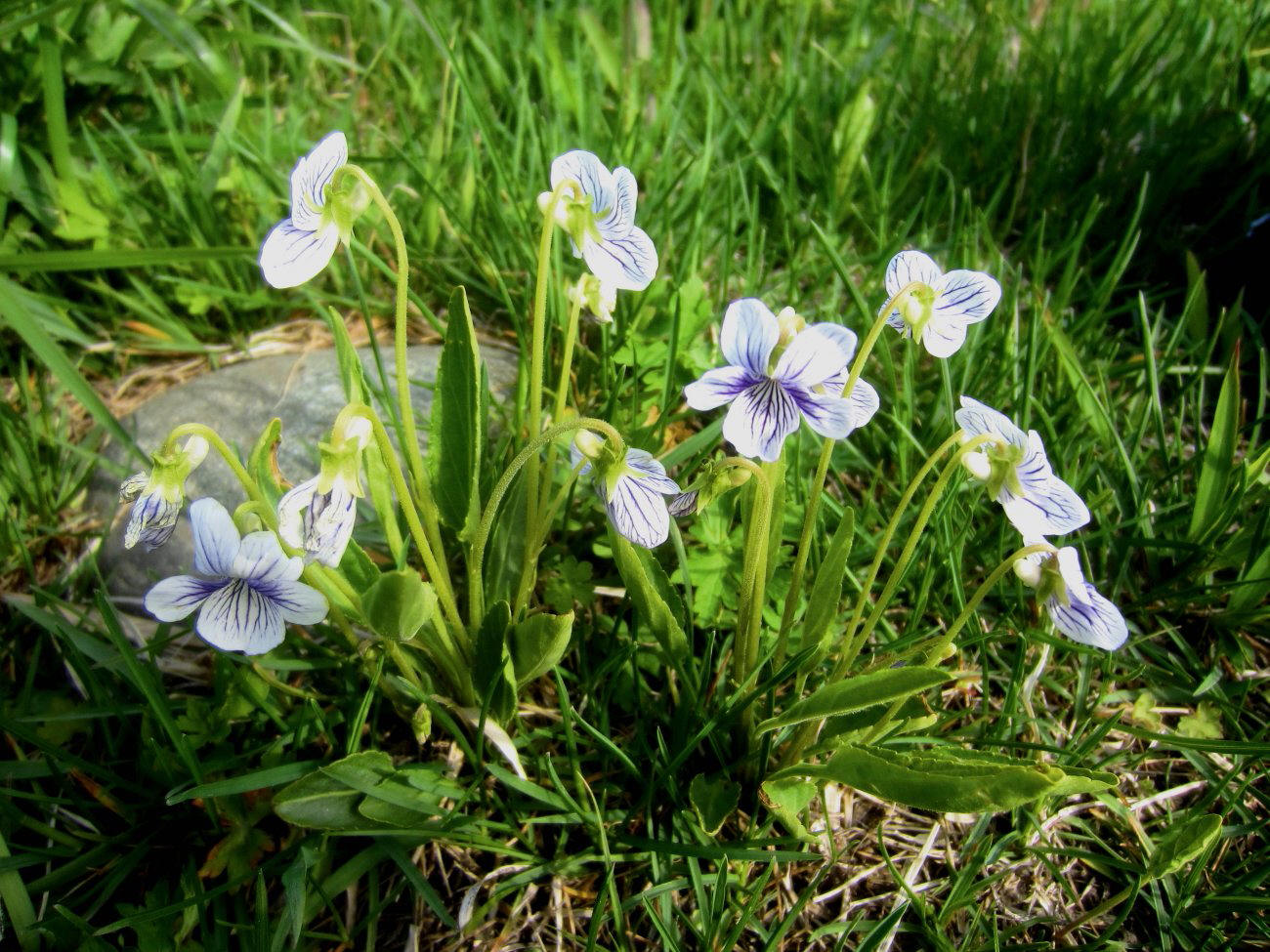 Image of Viola mandshurica specimen.