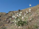 Alcea nudiflora. Цветущее растение. Южный Казахстан, Сырдарьинский Каратау, горы Улькунбурултау, ≈ 850 м н.у.м. 28 июня 2016 г.