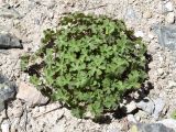 Geranium ferganense