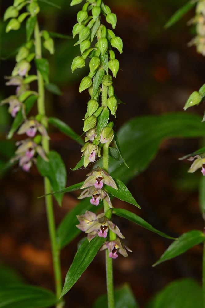 Изображение особи Epipactis helleborine.