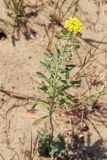 Alyssum gmelinii