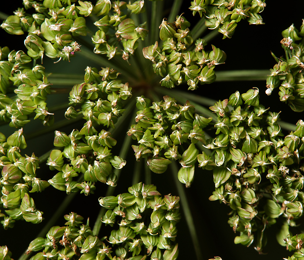 Изображение особи Selinum carvifolia.