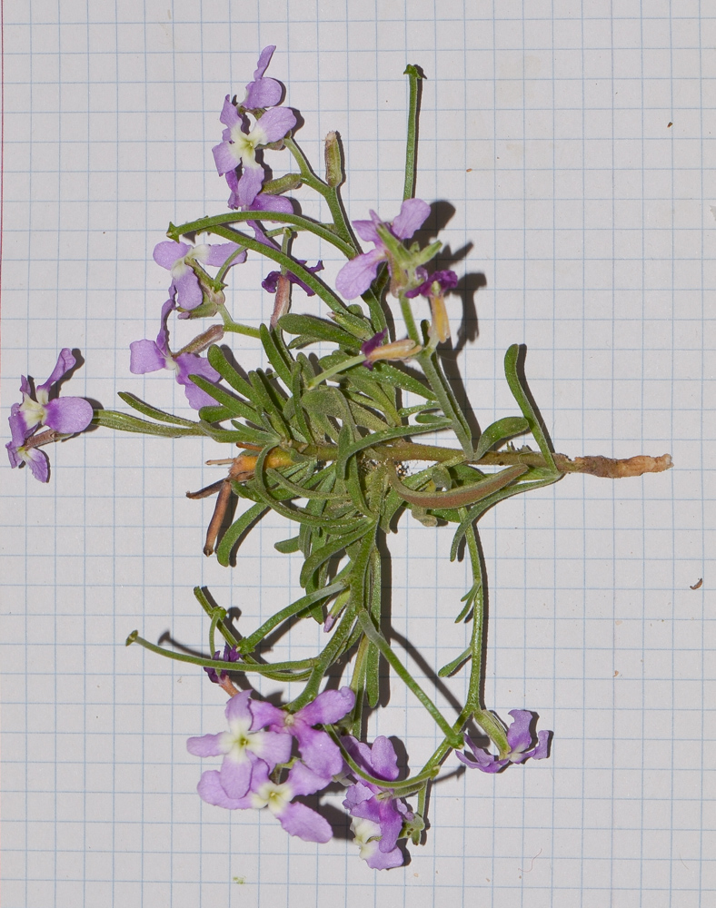Image of Matthiola fruticulosa var. bolleana specimen.