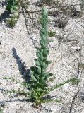 Linaria genistifolia. Растение на морской косе. Украина, Херсонская обл., Голопристанский р-н, Черноморский биосферный заповедник, о-в Тендровская Коса, возле кордона. 24 мая 2007 г.