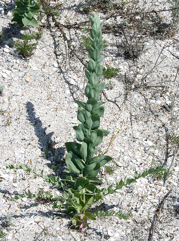 Изображение особи Linaria genistifolia.