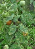 Lycopersicon esculentum