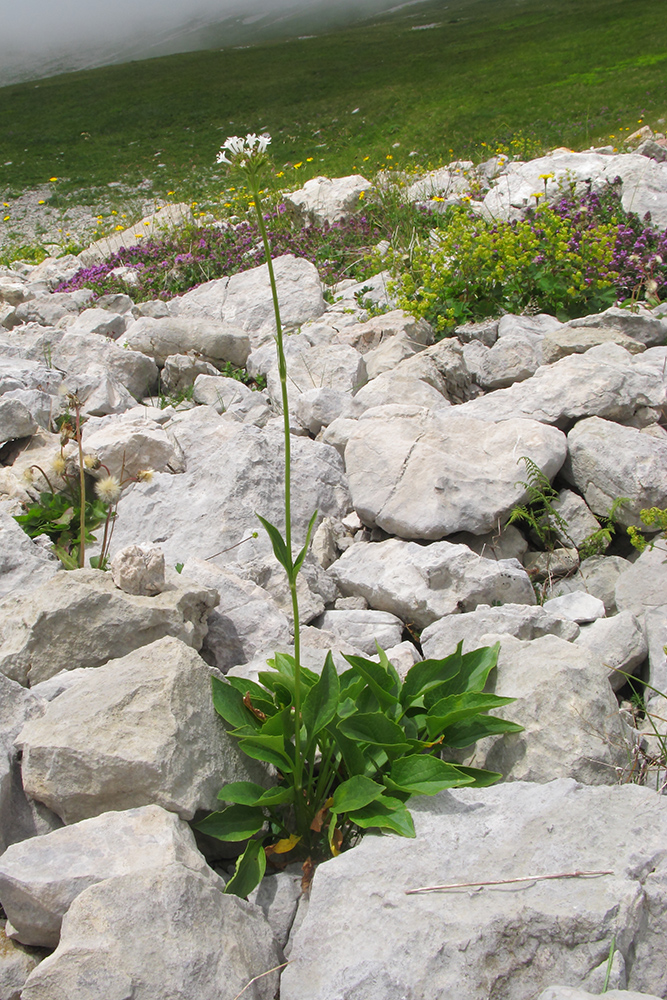 Изображение особи Valeriana alpestris.