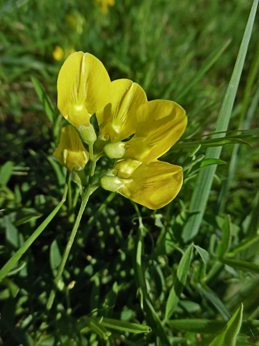 Изображение особи Lathyrus pratensis.