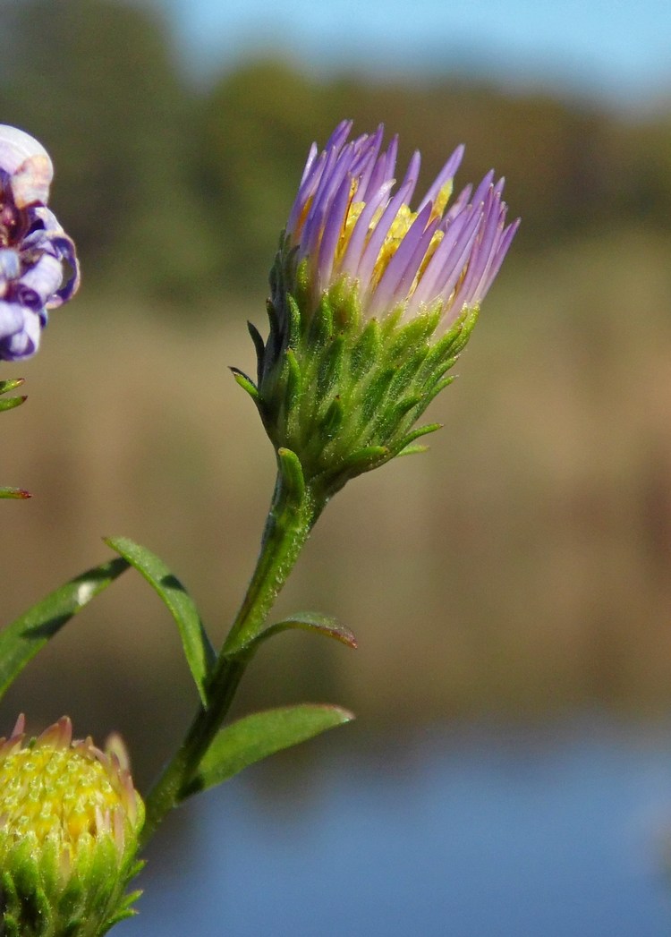 Image of Symphyotrichum × versicolor specimen.