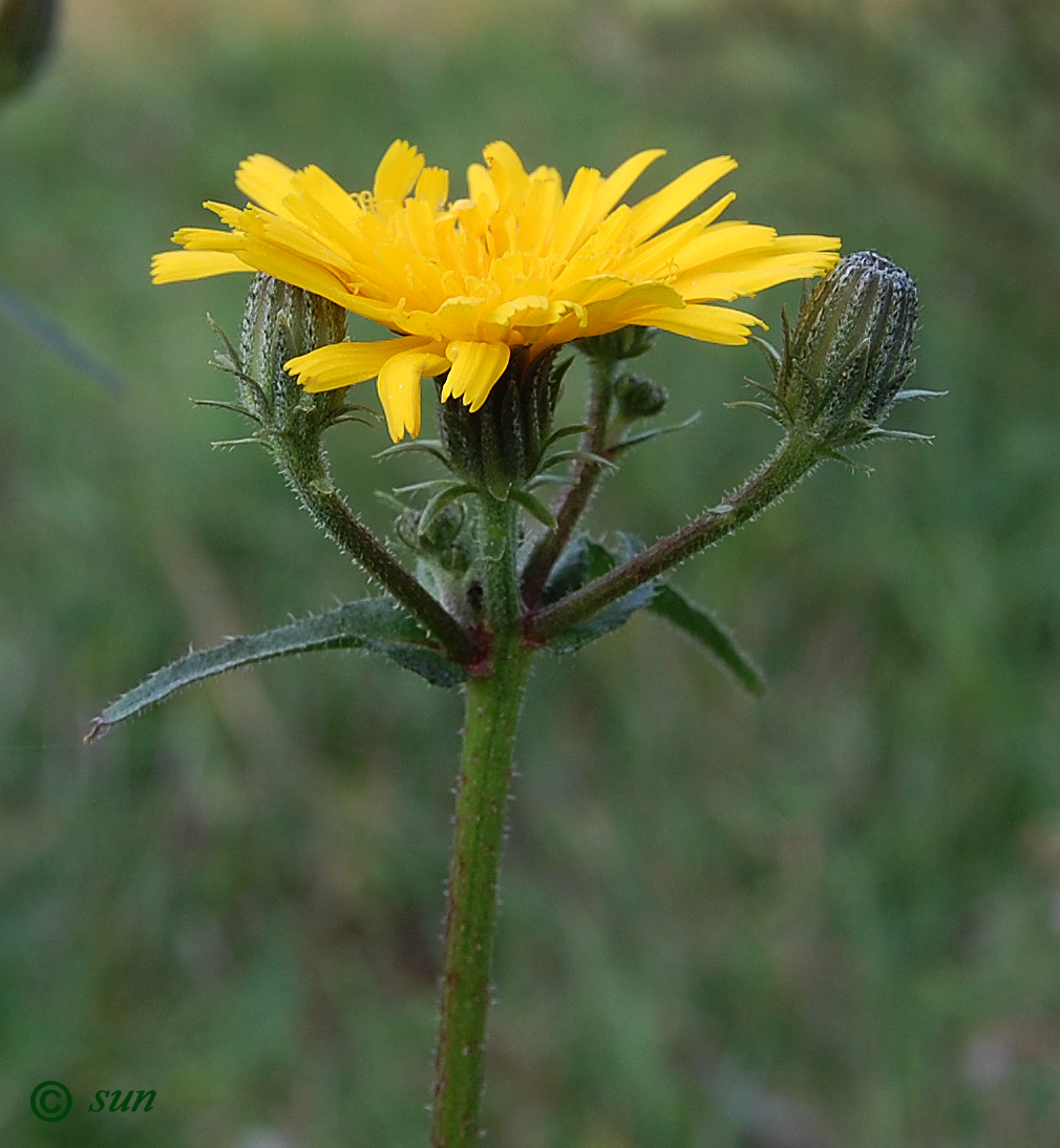 Изображение особи Picris hieracioides.