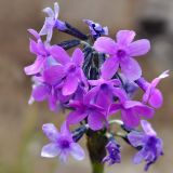 Primula turkestanica