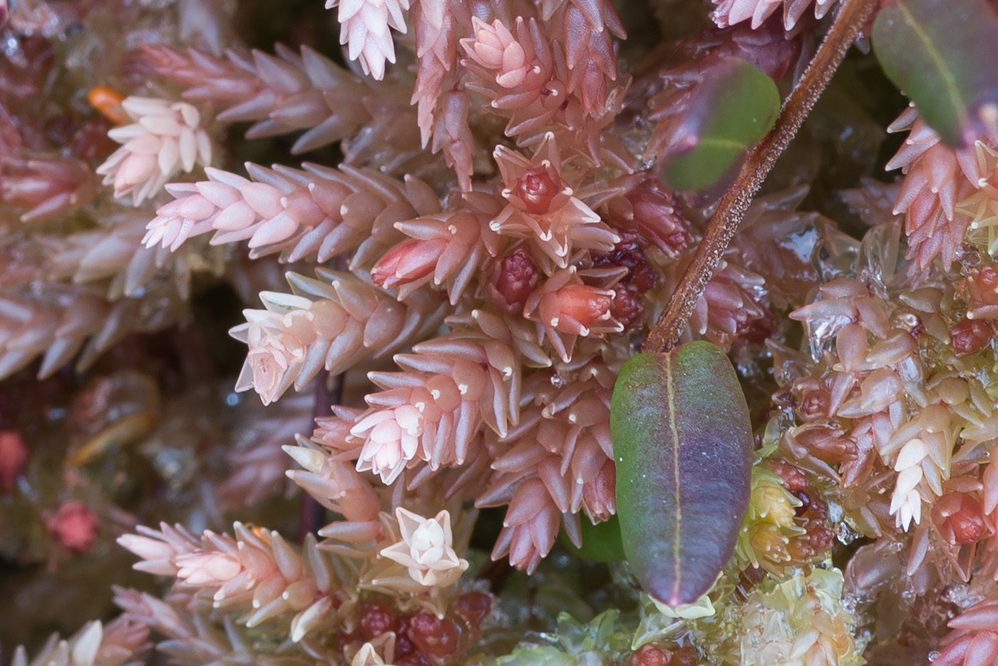 Image of Sphagnum divinum specimen.