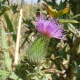Cirsium vulgare. Соцветие. Краснодарский край, Анапский муниципалитет, с. Витязево, безымянный остров Витязевского лимана. 22.08.2015.