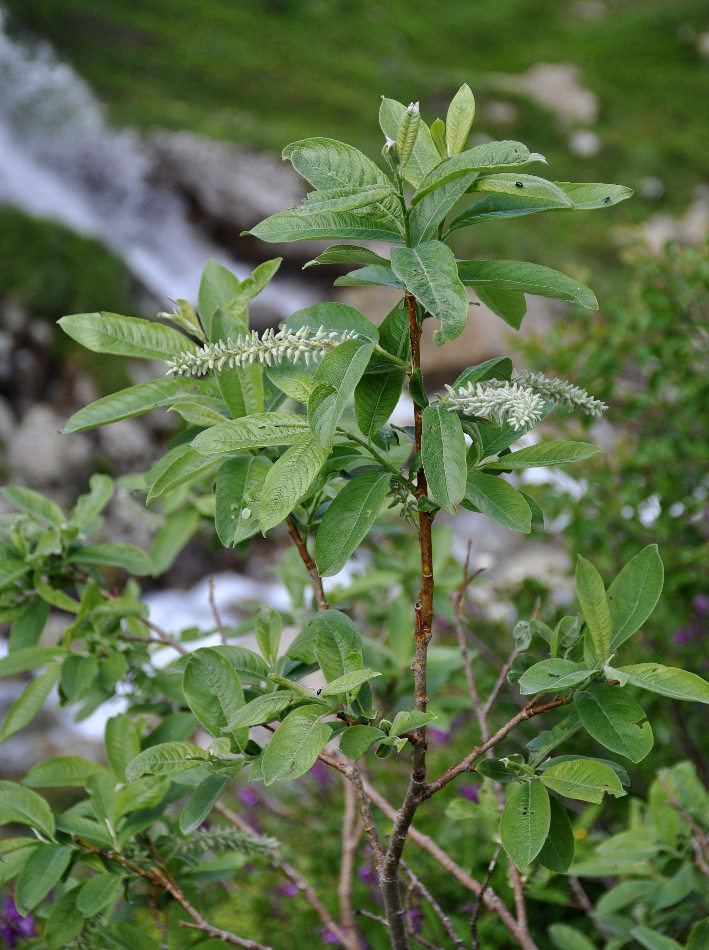 Image of Salix caprea specimen.