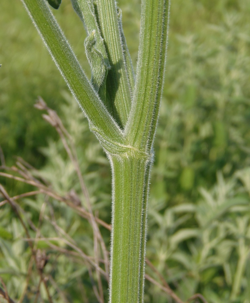 Изображение особи Pastinaca clausii.