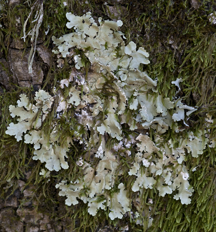 Image of genus Parmotrema specimen.