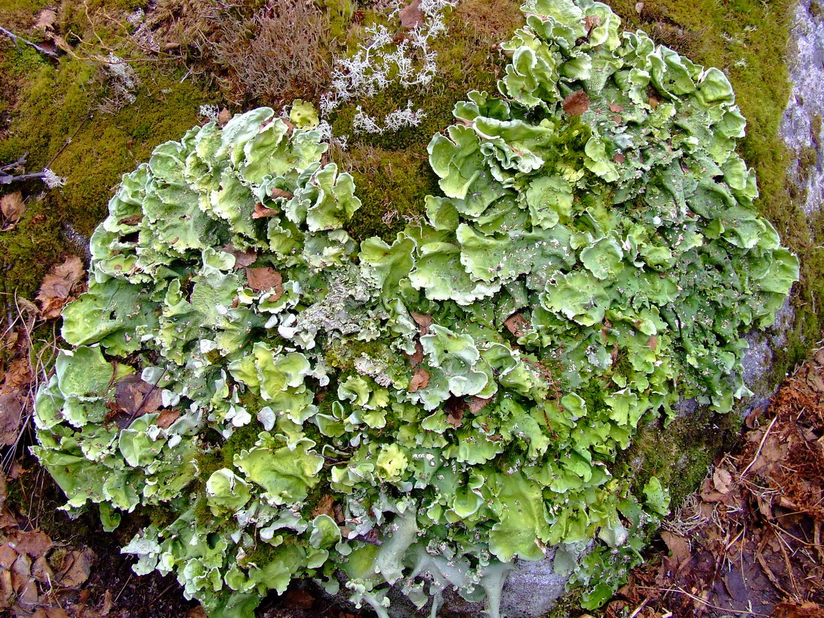 Image of Nephroma arcticum specimen.