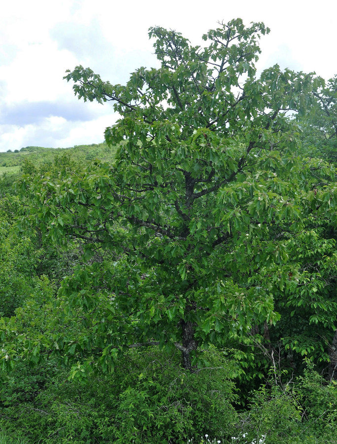 Image of Sorbus torminalis specimen.