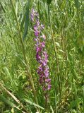 Anacamptis laxiflora subspecies elegans. Соцветие. Украина, г. Запорожье, возле Детской железной дороги, в зарослях тростника. 04.06.2016.