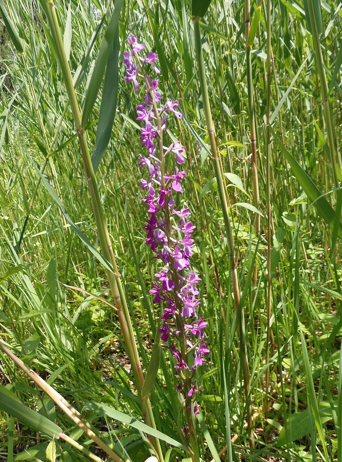 Image of Anacamptis laxiflora ssp. elegans specimen.