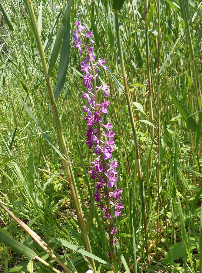 Изображение особи Anacamptis laxiflora ssp. elegans.