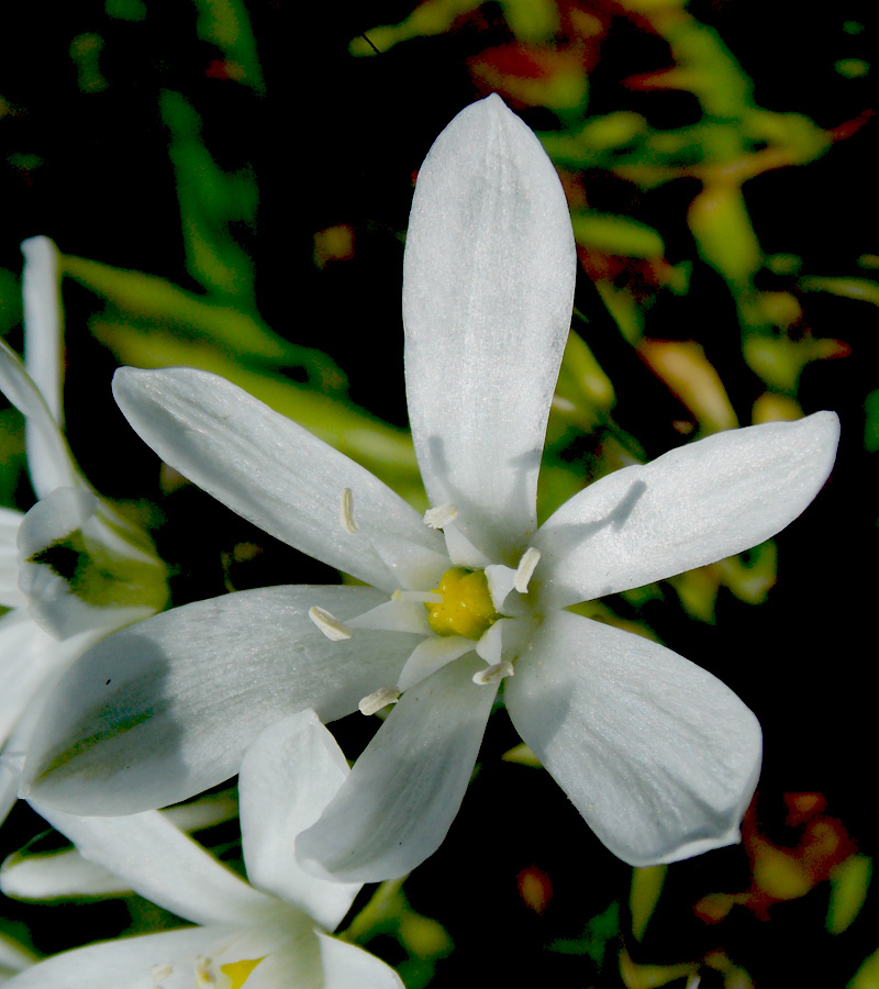 Изображение особи Ornithogalum navaschinii.