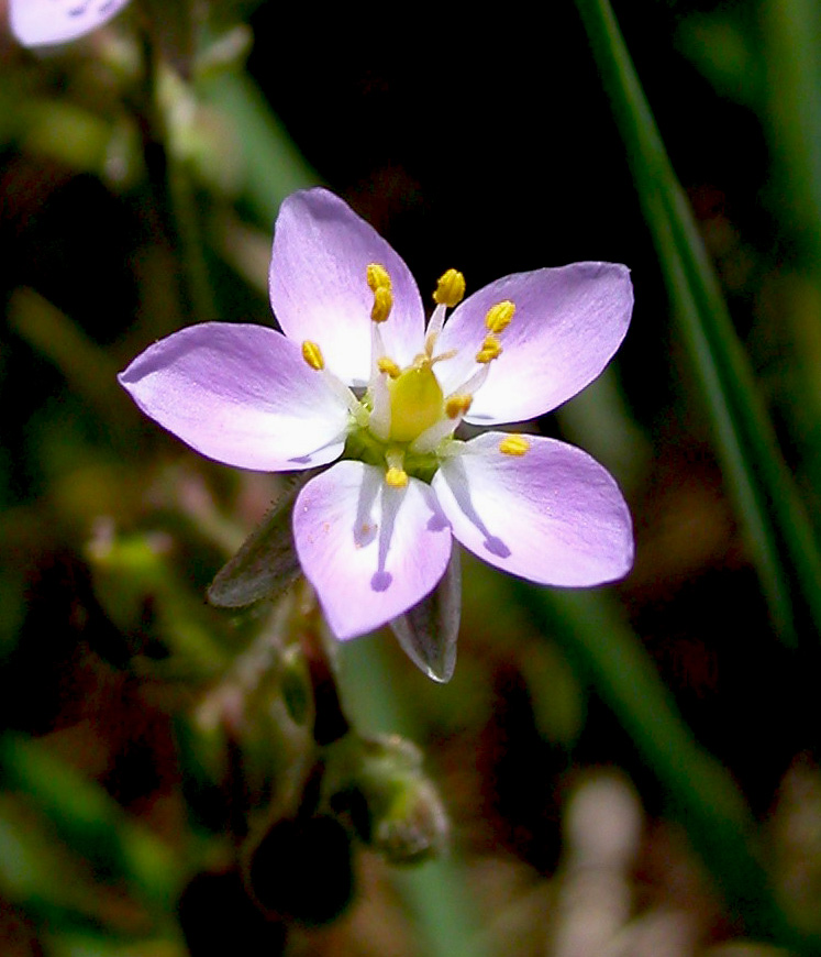 Image of Spergularia media specimen.