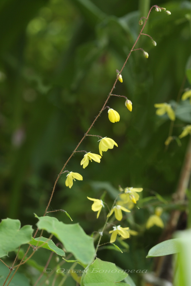 Изображение особи Epimedium platypetalum.