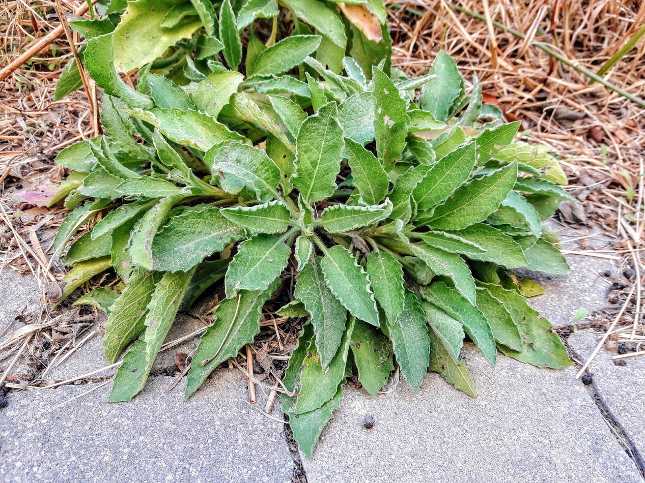 Image of Heterotheca subaxillaris specimen.