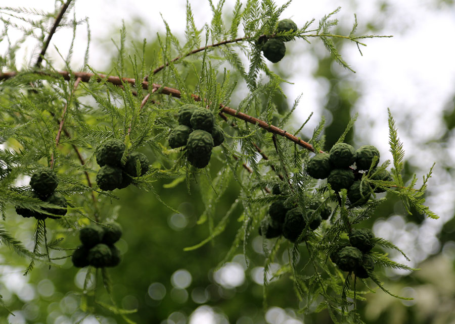 Image of Taxodium huegelii specimen.