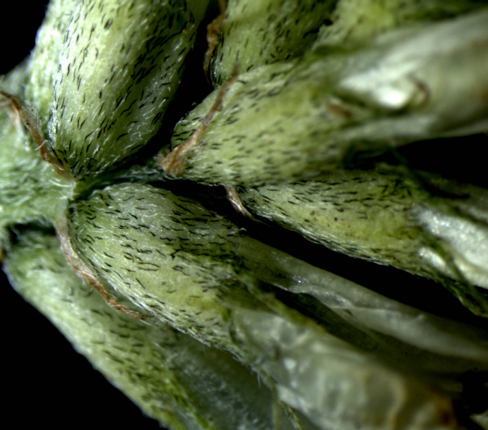 Image of Astragalus marinus specimen.