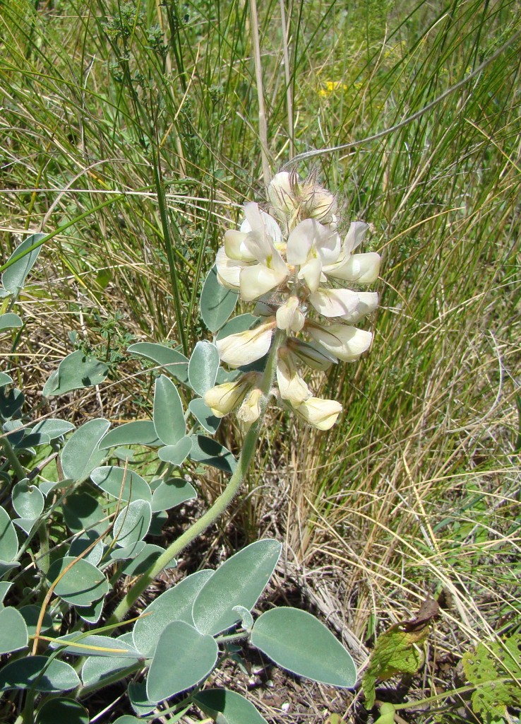 Image of Hedysarum grandiflorum specimen.