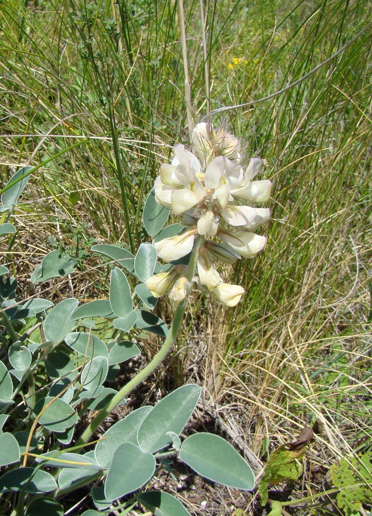 Изображение особи Hedysarum grandiflorum.