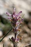 Pedicularis violascens