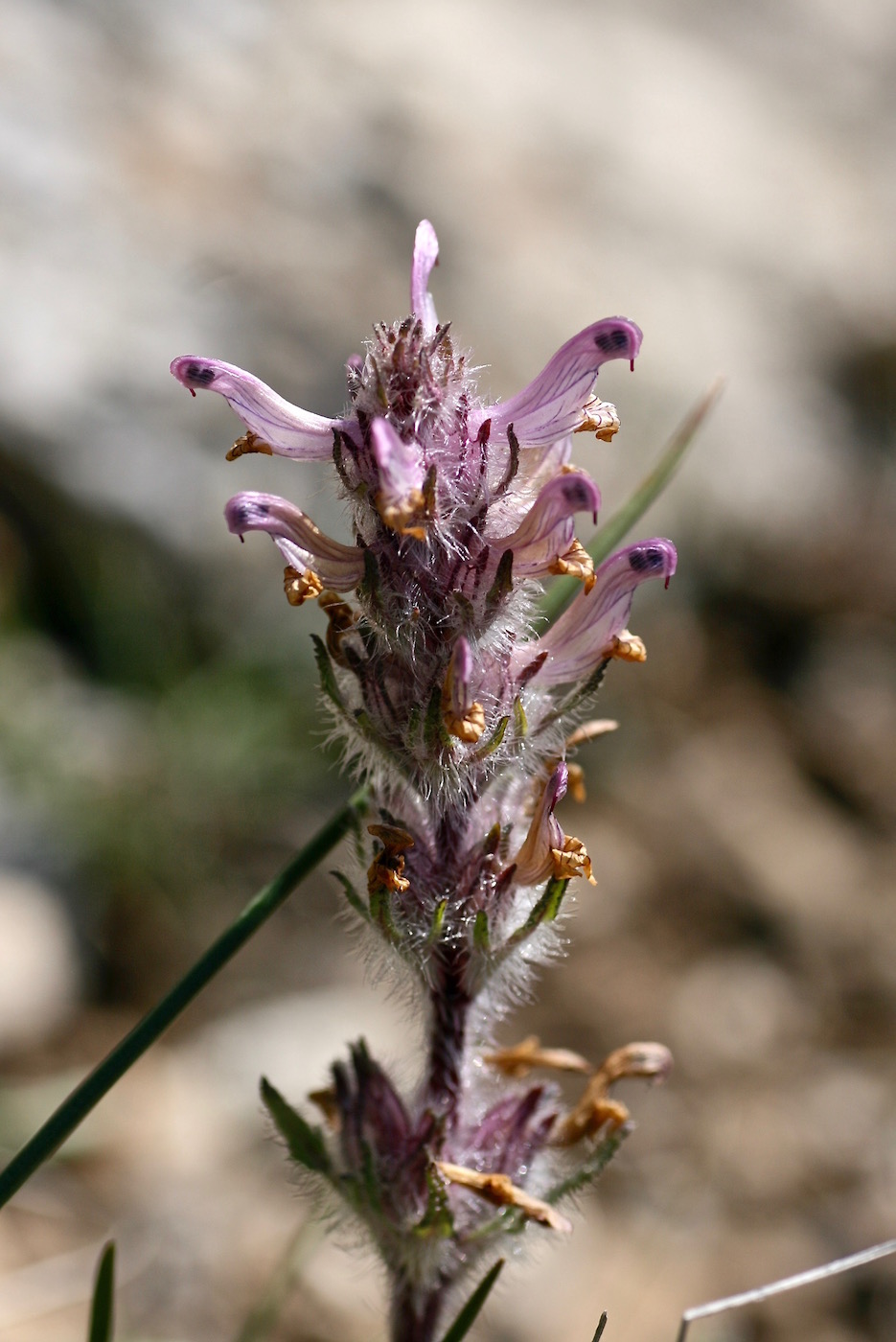 Image of Pedicularis violascens specimen.