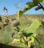 Arctium tomentosum. Соцветие и листья. Пензенская обл., Мокшанский р-н, окр. с. Подгорное, луг на склоне оврага. 10 августа 2016 г.